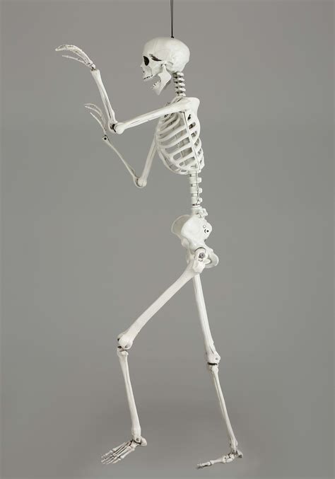 5 foot poseable skeleton|5 foot ultra poseable skeleton.